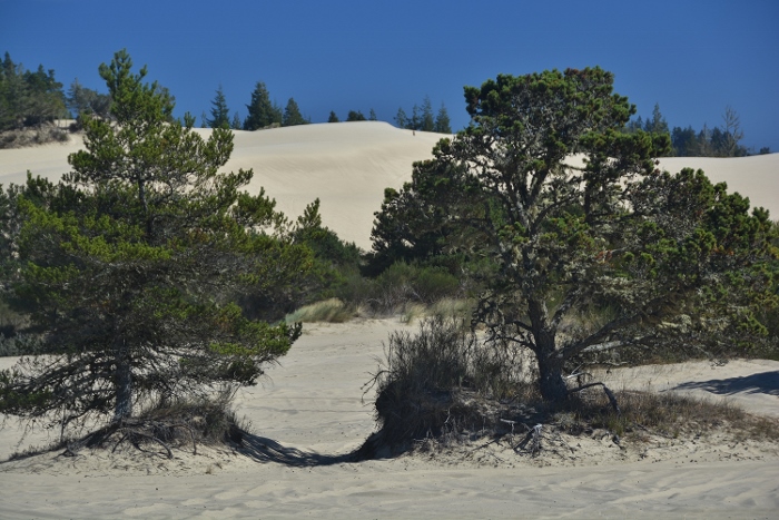 the dunes at Horsfalls